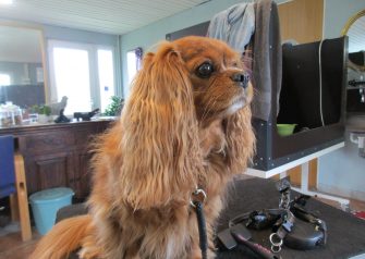 Hundesalon alt for hunden - før og efter Lucky