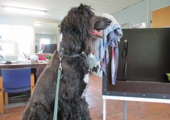 Hundesalon alt for hunden -Mufti
