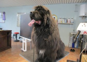 Hundesalon alt for hunden -Buller