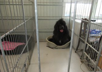 Hundesalon alt for hunden -Buller insisterede på den lille kurv