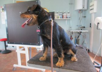 Hundesalon alt for hunden - Tikka