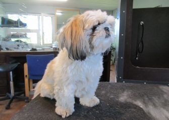 Hundesalon alt for hunden - Milo