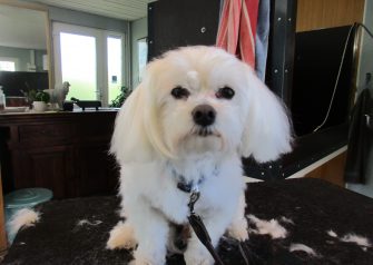Hundesalon alt for hunden - Malte