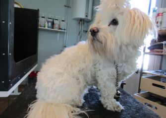 Hundesalon alt for hunden - Malte