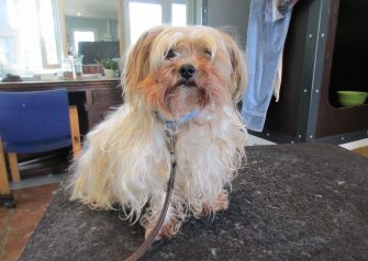 Hundesalon alt for hunden - Balder
