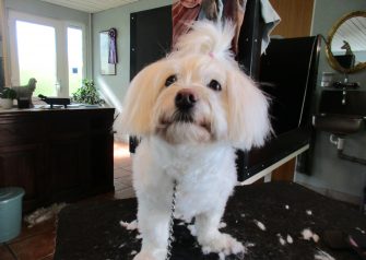 Hundesalon alt for hunden - Malte