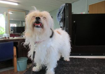 Hundesalon alt for hunden - Feline