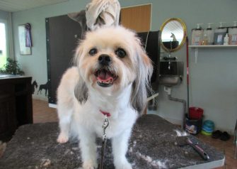 Hundesalon alt for hunden - Feline