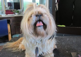 Hundesalon alt for hunden - Smilla