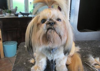 Hundesalon alt for hunden - Smilla