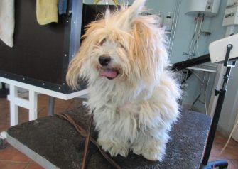 Hundesalon alt for hunden - Laica
