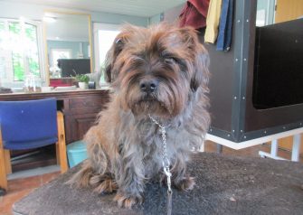 Hundesalon alt for hunden - William