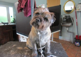 Hundesalon alt for hunden - William