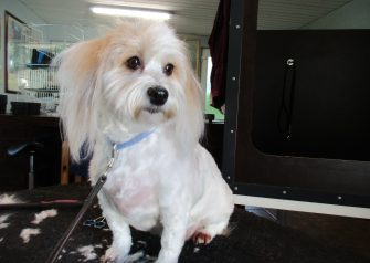 Hundesalon alt for hunden - Laica