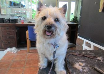 Hundesalon alt for hunden - -Pepsi