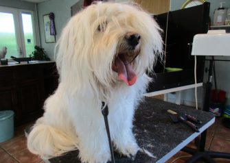 Hundesalon alt for hunden - Marley