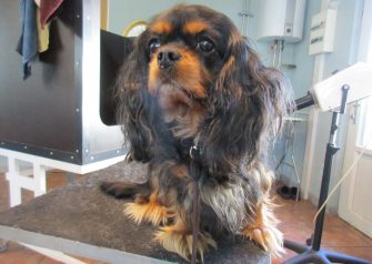 Hundesalon alt for hunden - Cheila