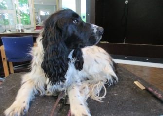 Hundesalon alt for hunden - Junior