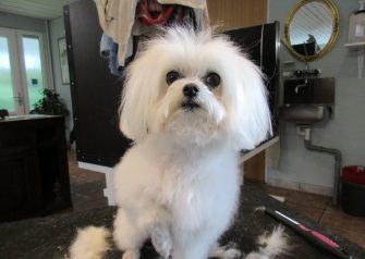 Hundesalon alt for hunden - Silver