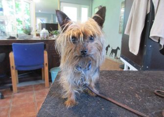 Hundesalon alt for hunden - Lady