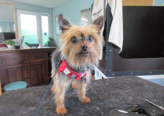 Hundesalon alt for hunden - Lady