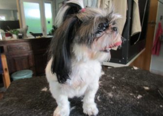 Hundesalon alt for hunden - Sille