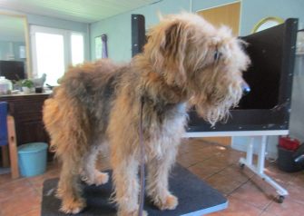 Hundesalon alt for hunden - Nuunu