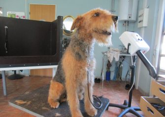 Hundesalon alt for hunden - Nuunu