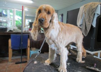 Hundesalon alt for hunden - Milla
