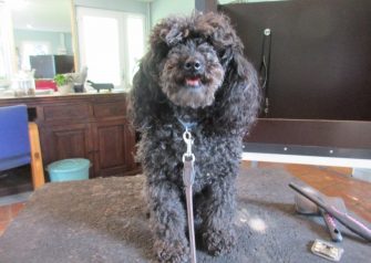 Hundesalon alt for hunden - Daisy