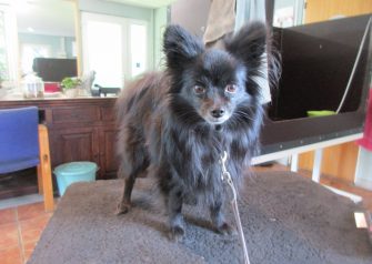 Hundesalon alt for hunden - Silver