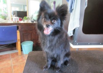 Hundesalon alt for hunden - Silver