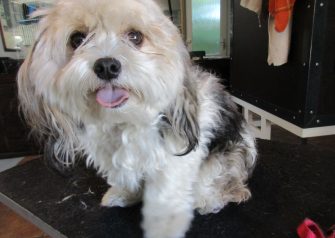 Hundesalon alt for hunden - Fie
