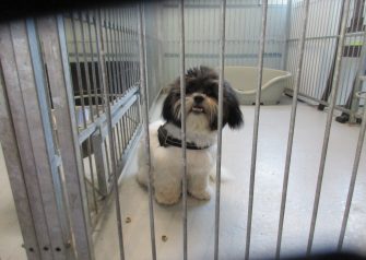 Hundesalon alt for hunden - Felix