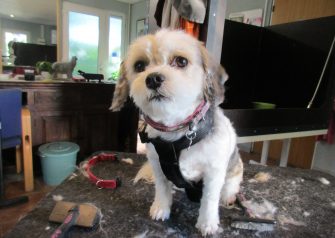 Hundesalon alt for hunden - Fie