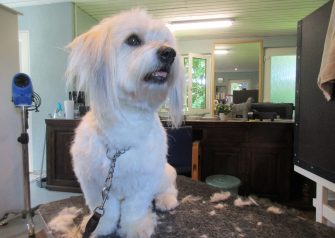 Hundesalon alt for hunden - Bowie