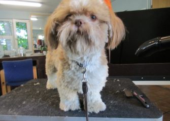 Hundesalon alt for hunden - Chichi