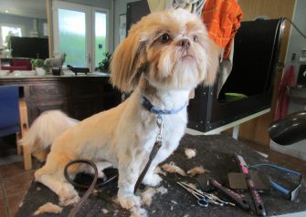 Hundesalon alt for hunden - Chichi