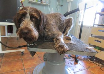 Hundesalon alt for hunden - Thor