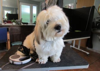 Hundesalon alt for hunden - Bowie