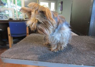 Hundesalon alt for hunden - Mia