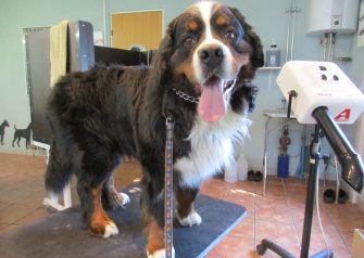 Hundesalon alt for hunden - Gizmo