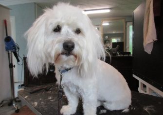 Hundesalon alt for hunden - Bille