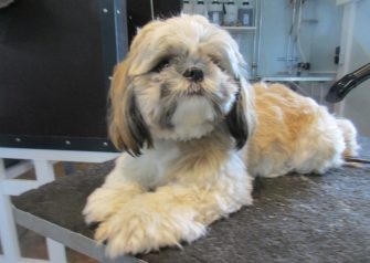 Hundesalon alt for hunden - Max