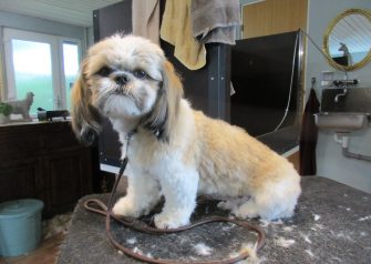 Hundesalon alt for hunden - Max