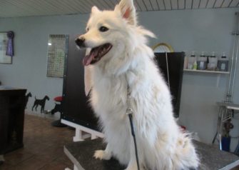 Hundesalon alt for hunden - Jablo