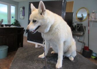Hundesalon alt for hunden - Laica
