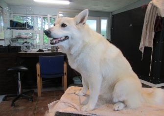 Hundesalon alt for hunden - Laica