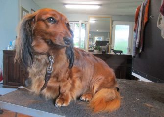 Hundesalon alt for hunden - Nuga