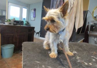 Hundesalon alt for hunden - Minni